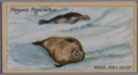 Image of Cigarette Card, Weddel Seals Asleep in the Sea-ice